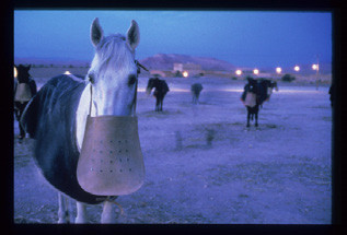 Otto Wollenweber : reportage au Maroc